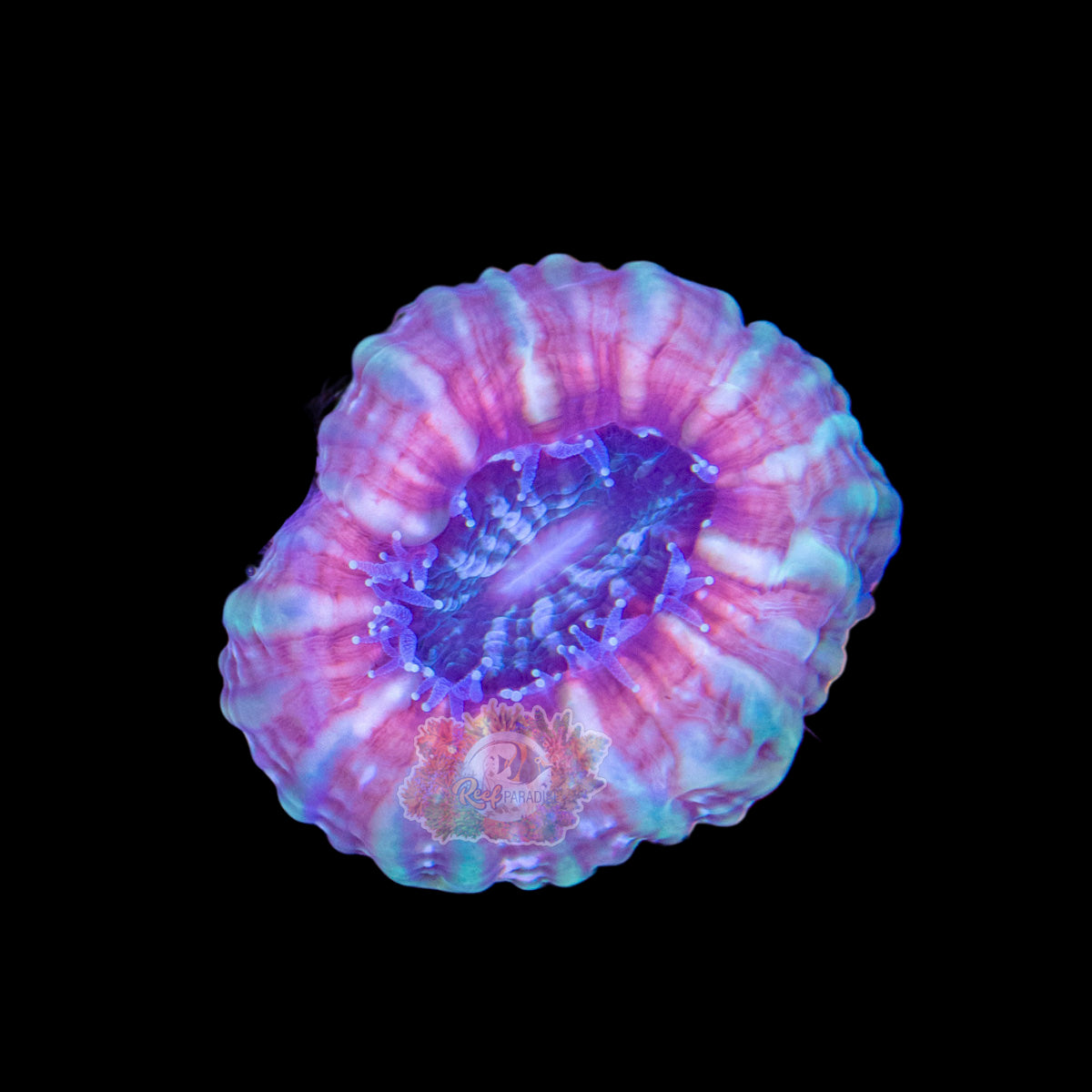 Wysiwyg Coral A105 cynarina