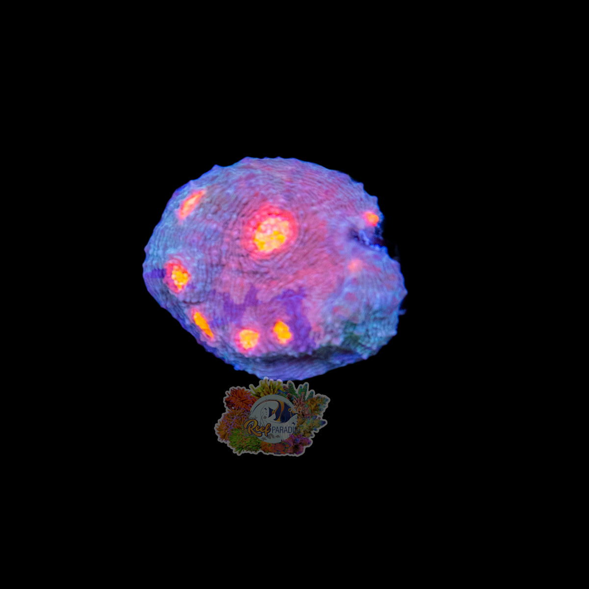 Wysiwyg Coral A112 Multi colour chalice