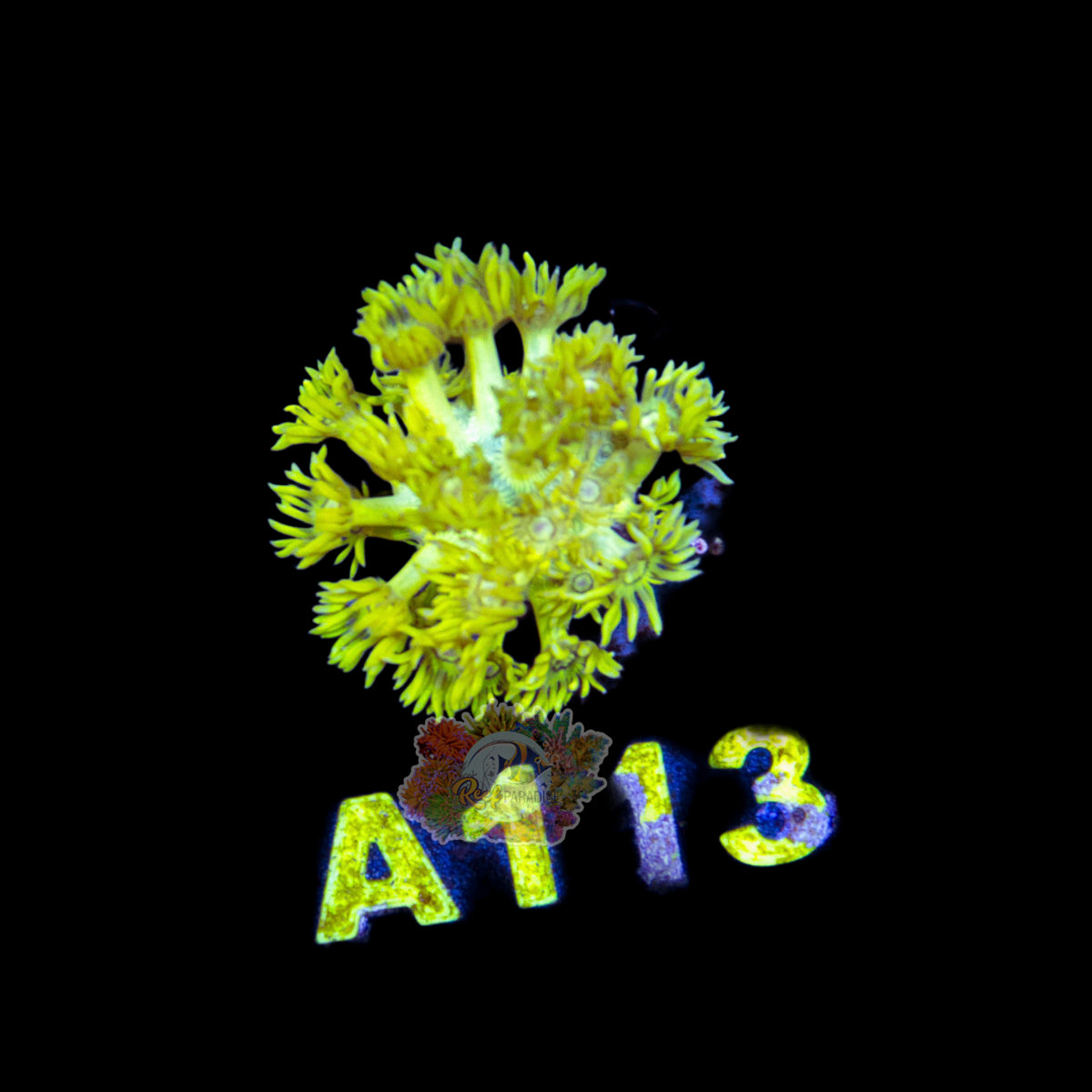 Wysiwyg Coral A113 True YELLOW Goni