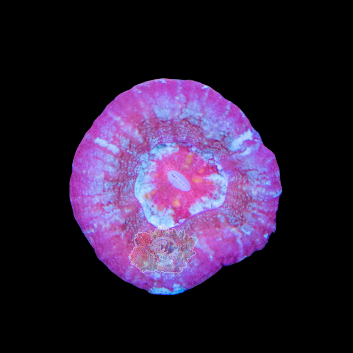 Wysiwyg Coral A118 Scoly