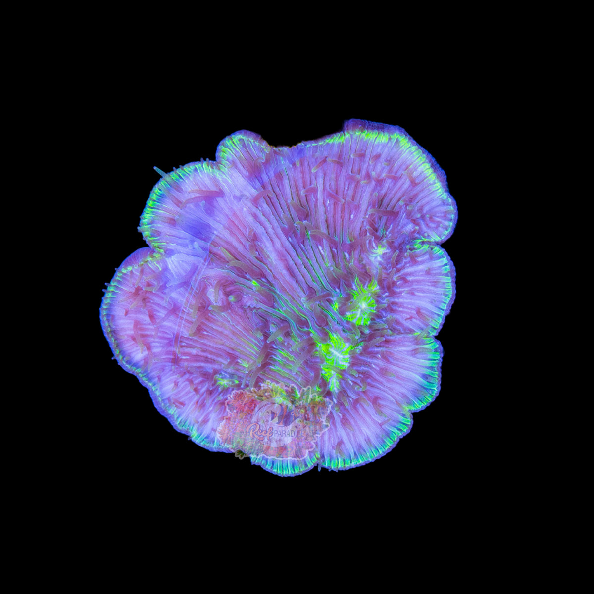 Wysiwyg Coral A123 fungia plate coral