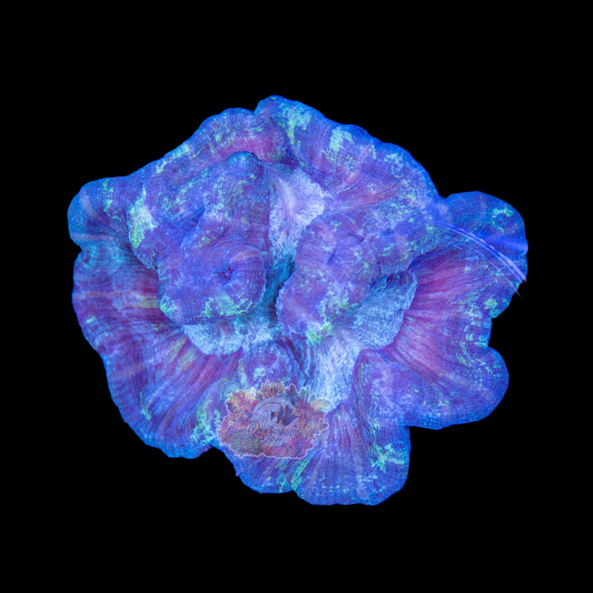 Wysiwyg Coral A125 ultra trachy