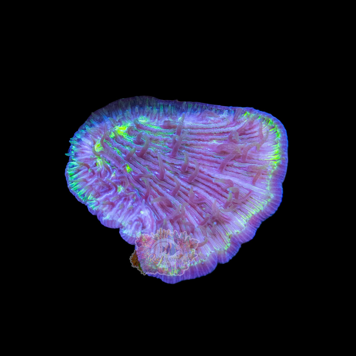 Wysiwyg Coral A131 fungia plate coral