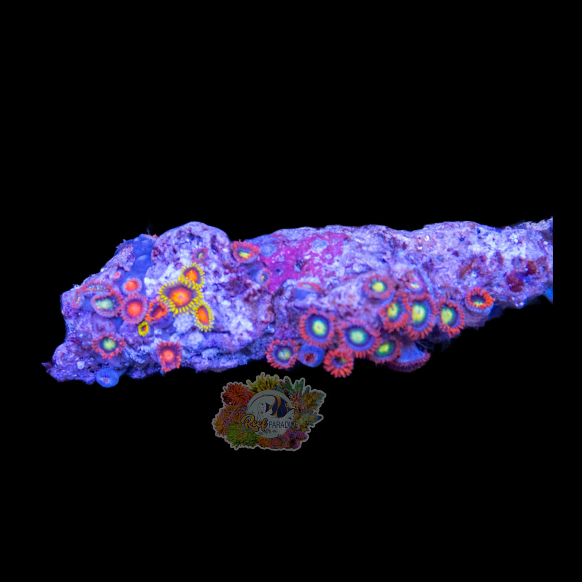 Wysiwyg Coral A132 WALT SMITH FIJI ZOA