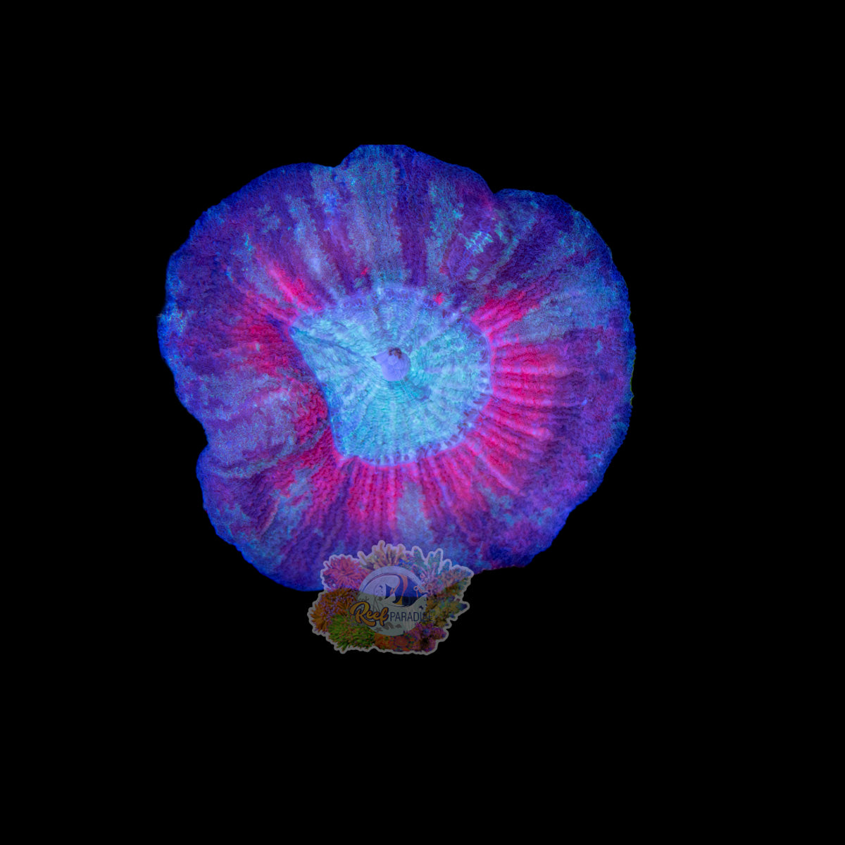 Wysiwyg Coral A154 ultra trachy