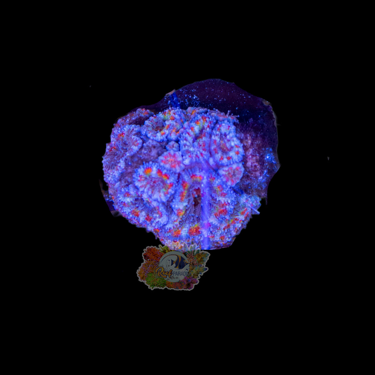 Wysiwyg Coral A86 rainbow acan