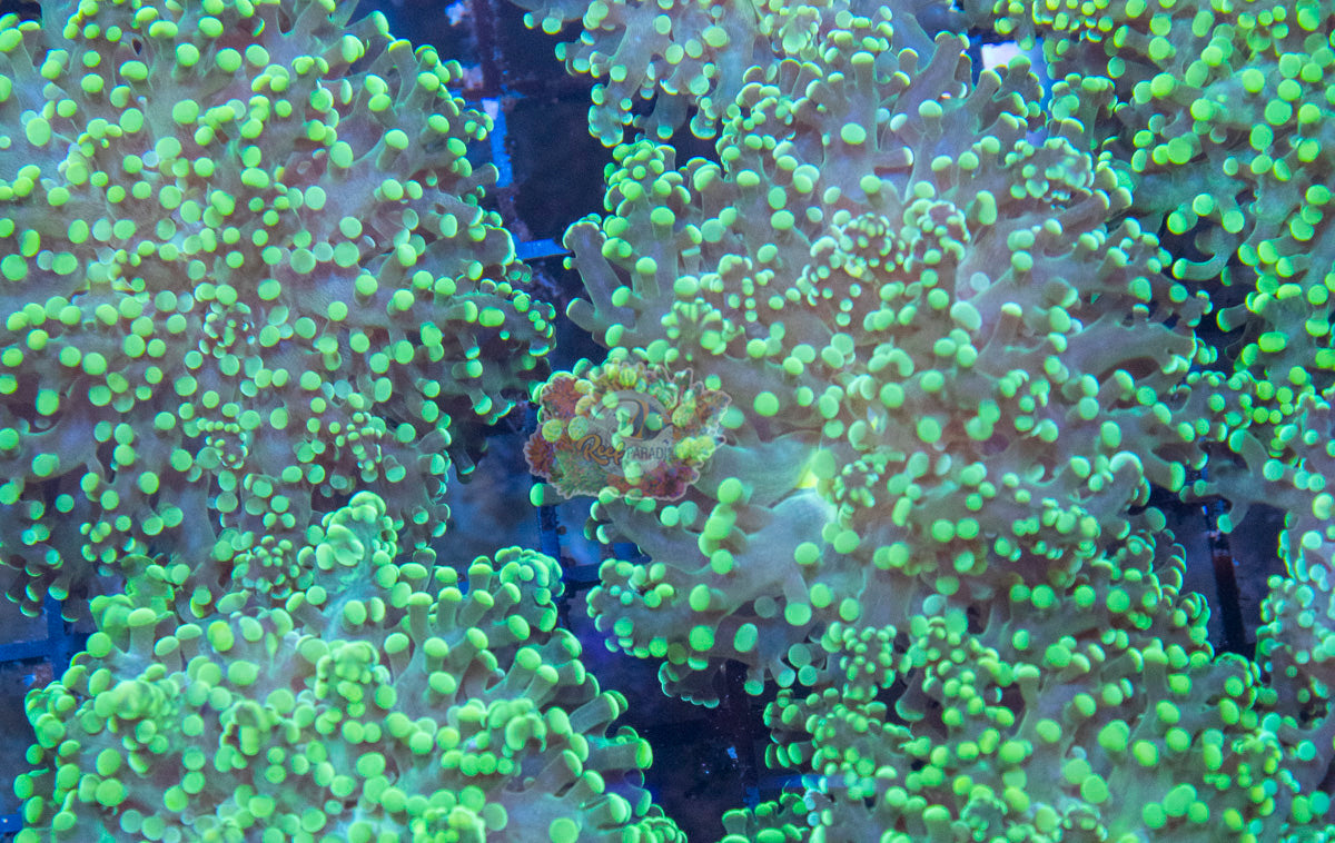 Ultra Frogspawn