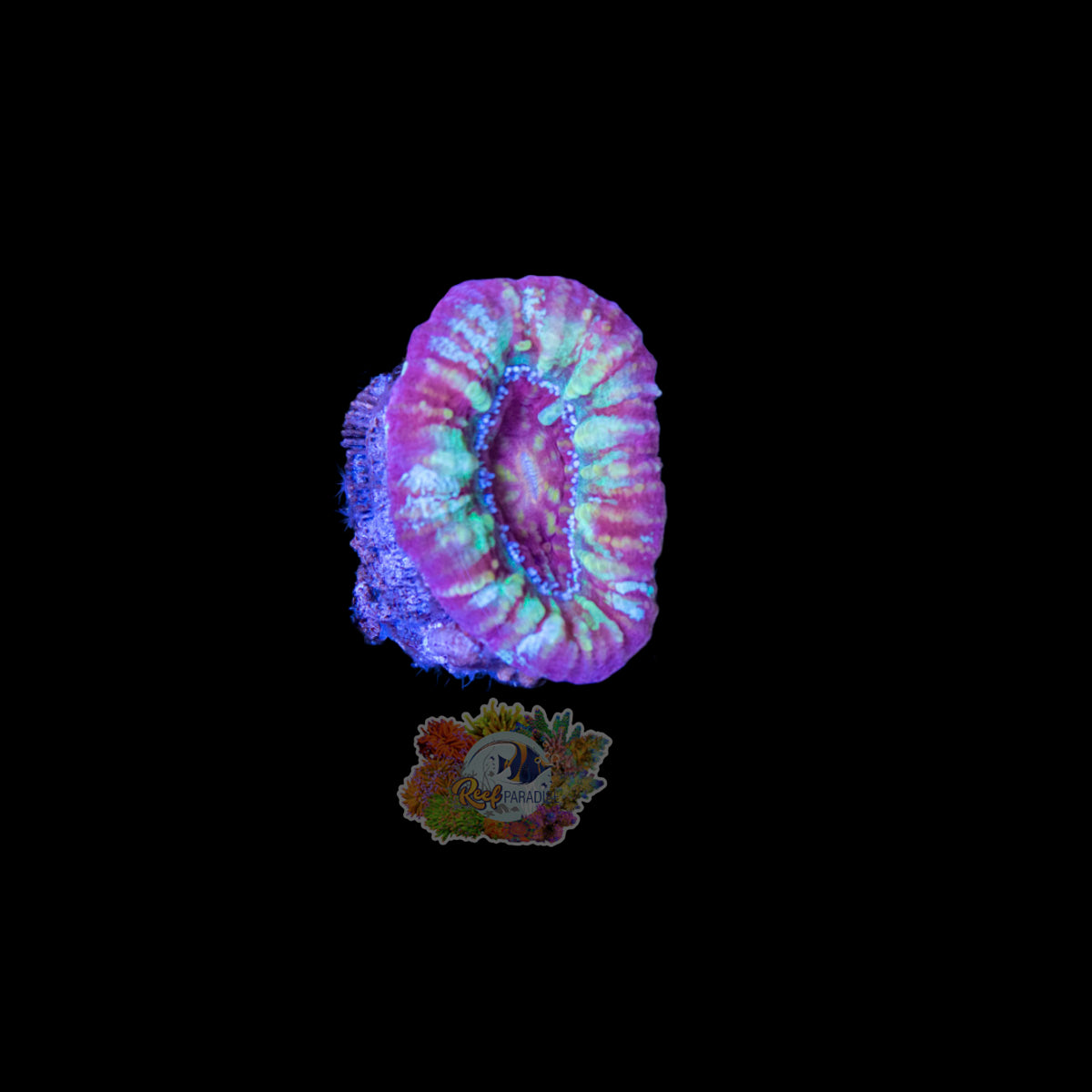 Wysiwyg Coral A161 Ultra Pastel Scoly