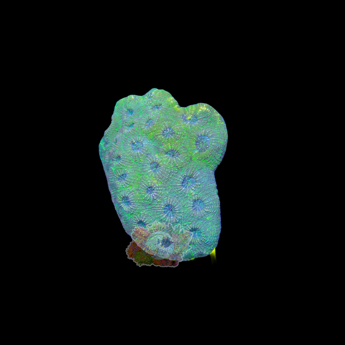 Wysiwyg Coral A171 Acan Echinata