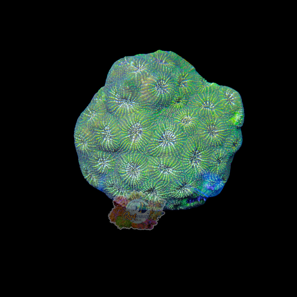 Wysiwyg Coral A172 Acan Echinata