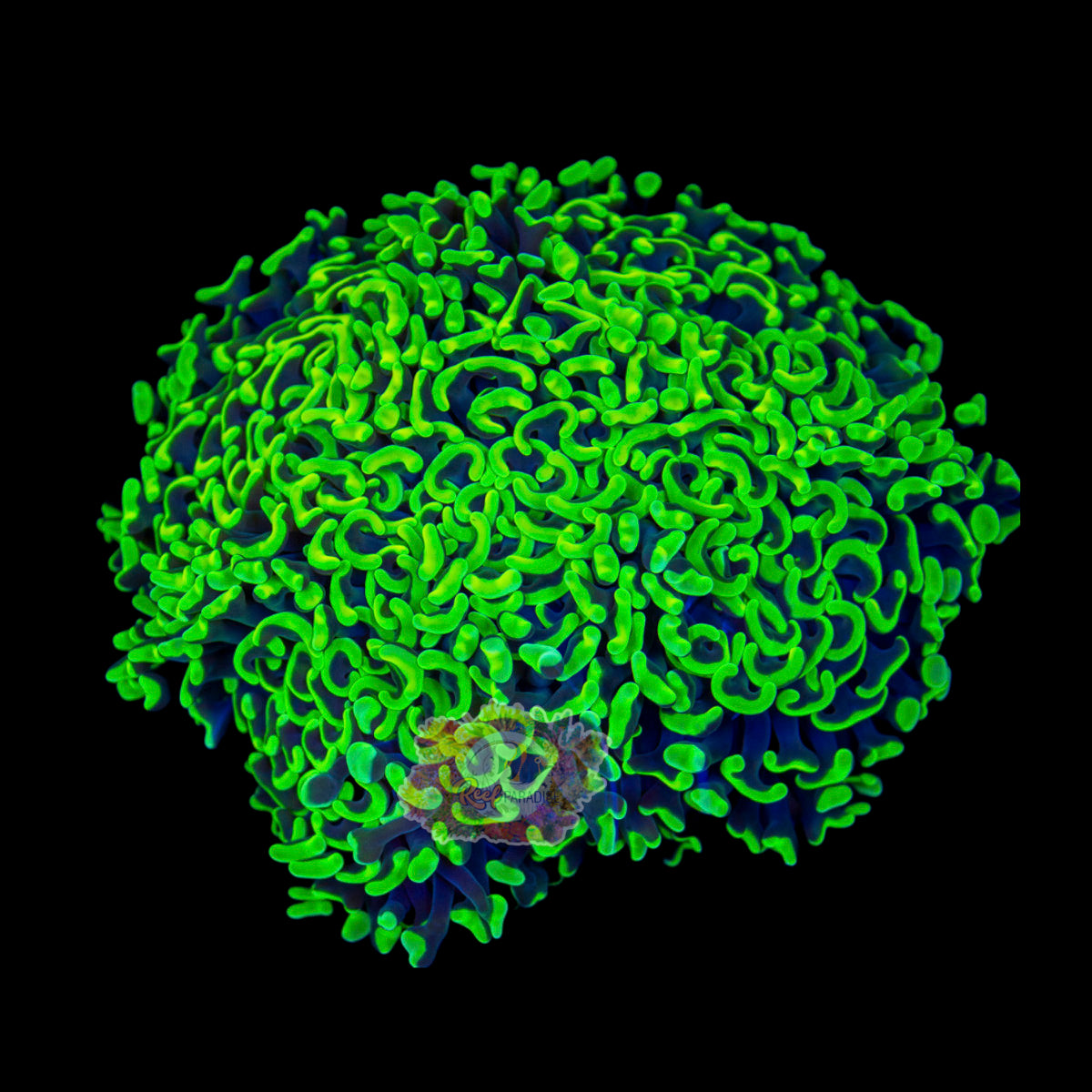 Wysiwyg Coral A174 Ultra Hammer Colony