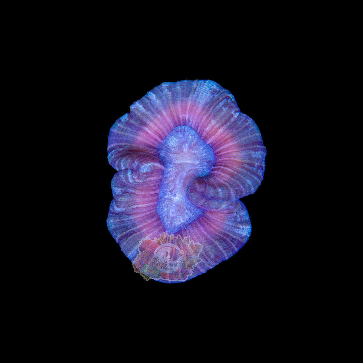 Wysiwyg Coral A177 ultra trachy