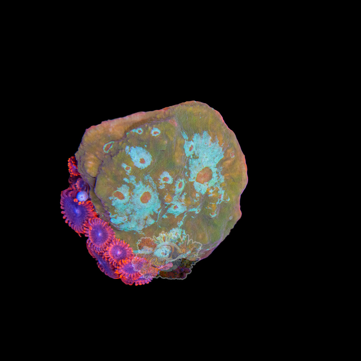 Wysiwyg Coral A183 Chalice Zoa Combo