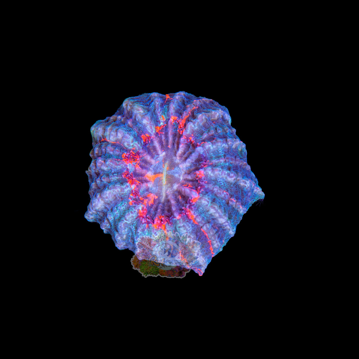 Wysiwyg Coral A184 Acanthophyllia