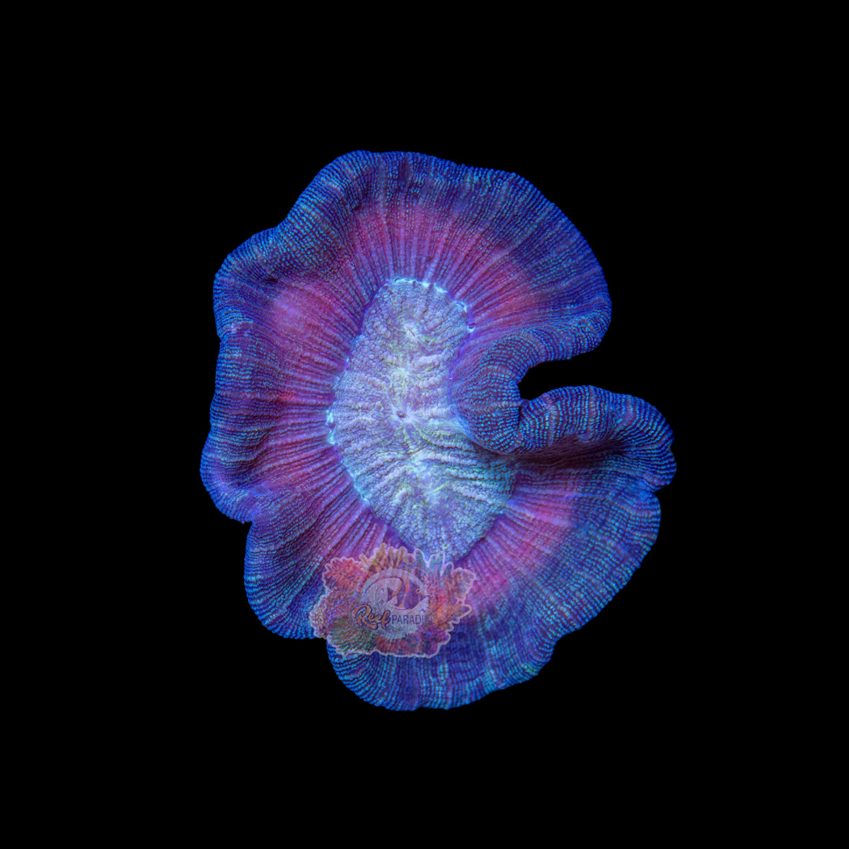 Wysiwyg Coral A192 ultra trachy