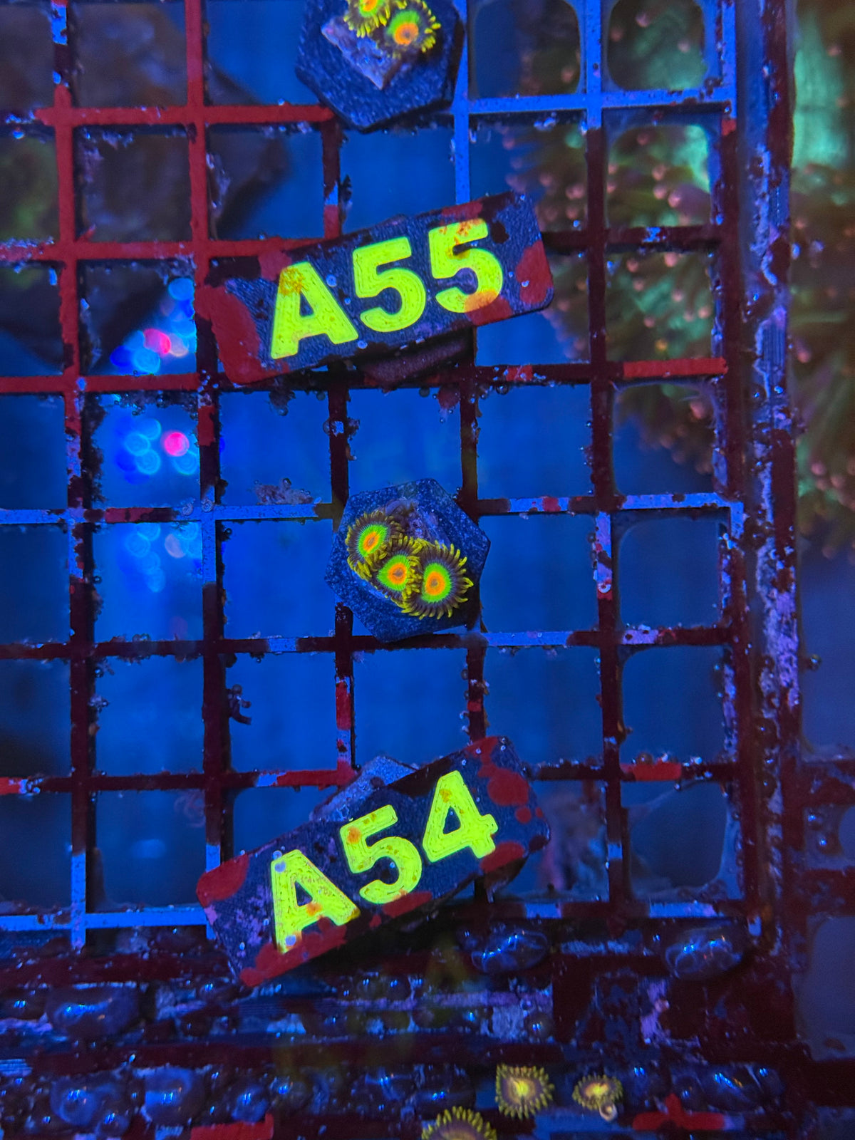 WYSIWYG A54 Rasta Zoa