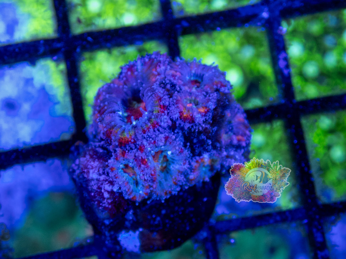 Wysiwyg Coral A86 rainbow acan