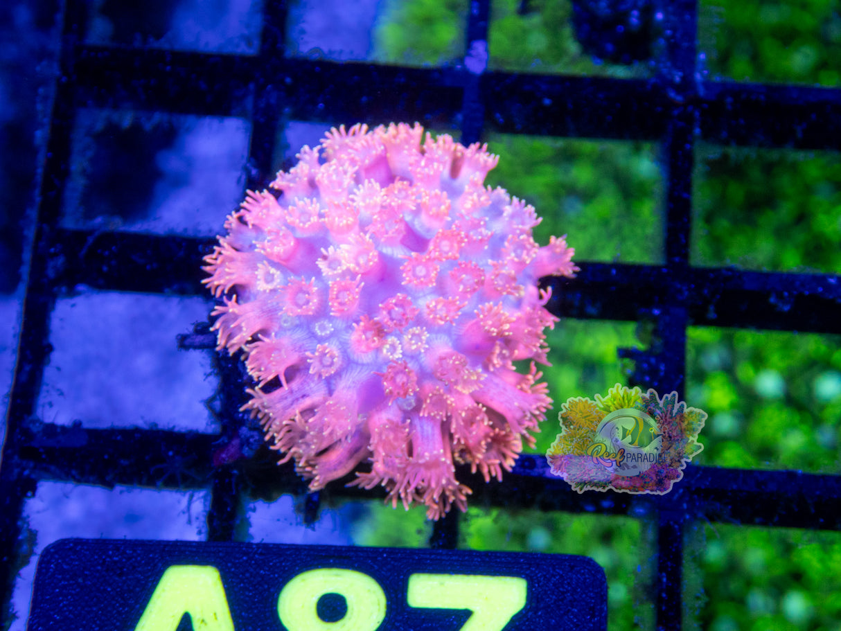 Wysiwyg Coral A87 ultra gonipora