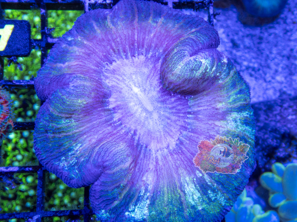 Wysiwyg Coral A88 ultra trachy