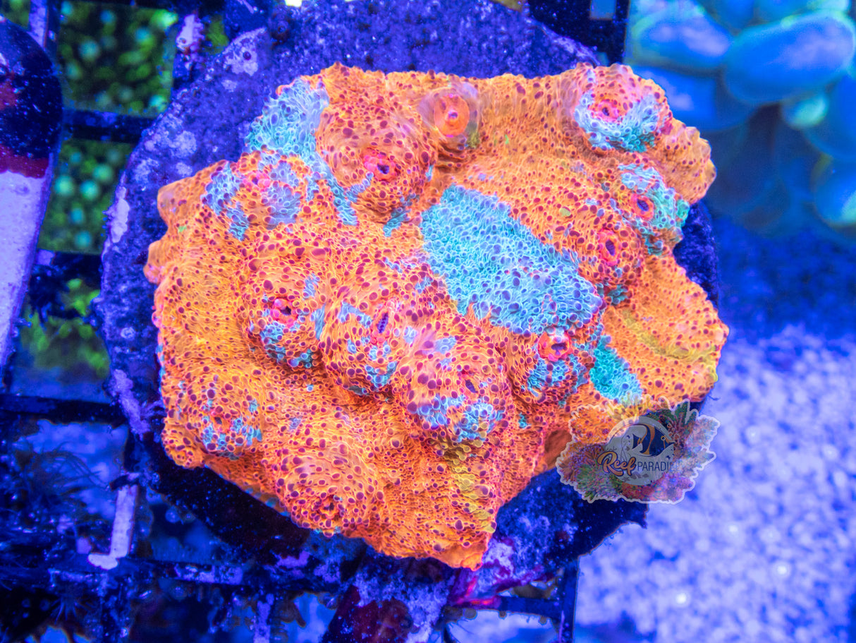 Wysiwyg Coral A89 Rainbow Chalice