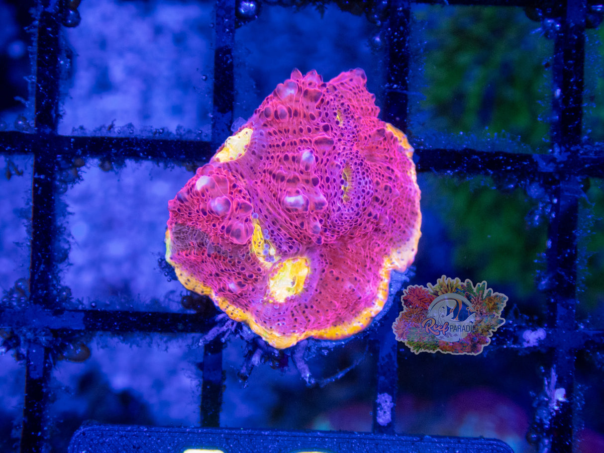 Wysiwyg Coral A91 Rainbow Fusion Chalice