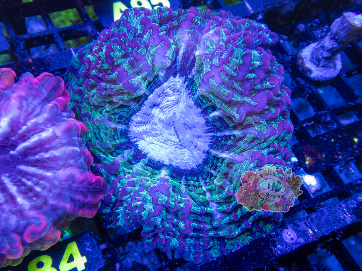 Wysiwyg Coral A94 Ultra Indophyllia