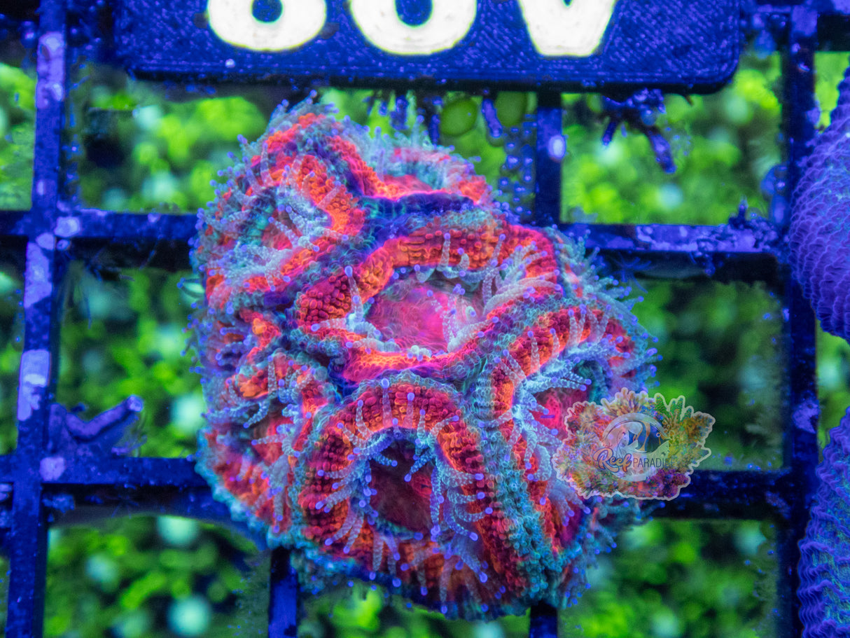 Wysiwyg Coral A98 Ultra Acan