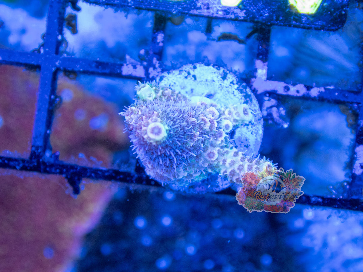 Wysiwyg Coral A100 Millepora