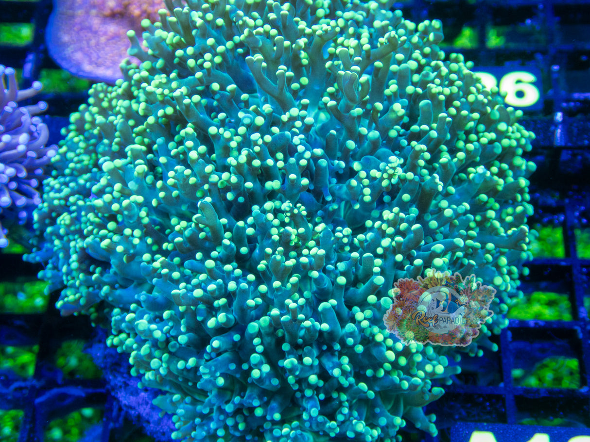 Wysiwyg Coral A115 Octospawn Colony