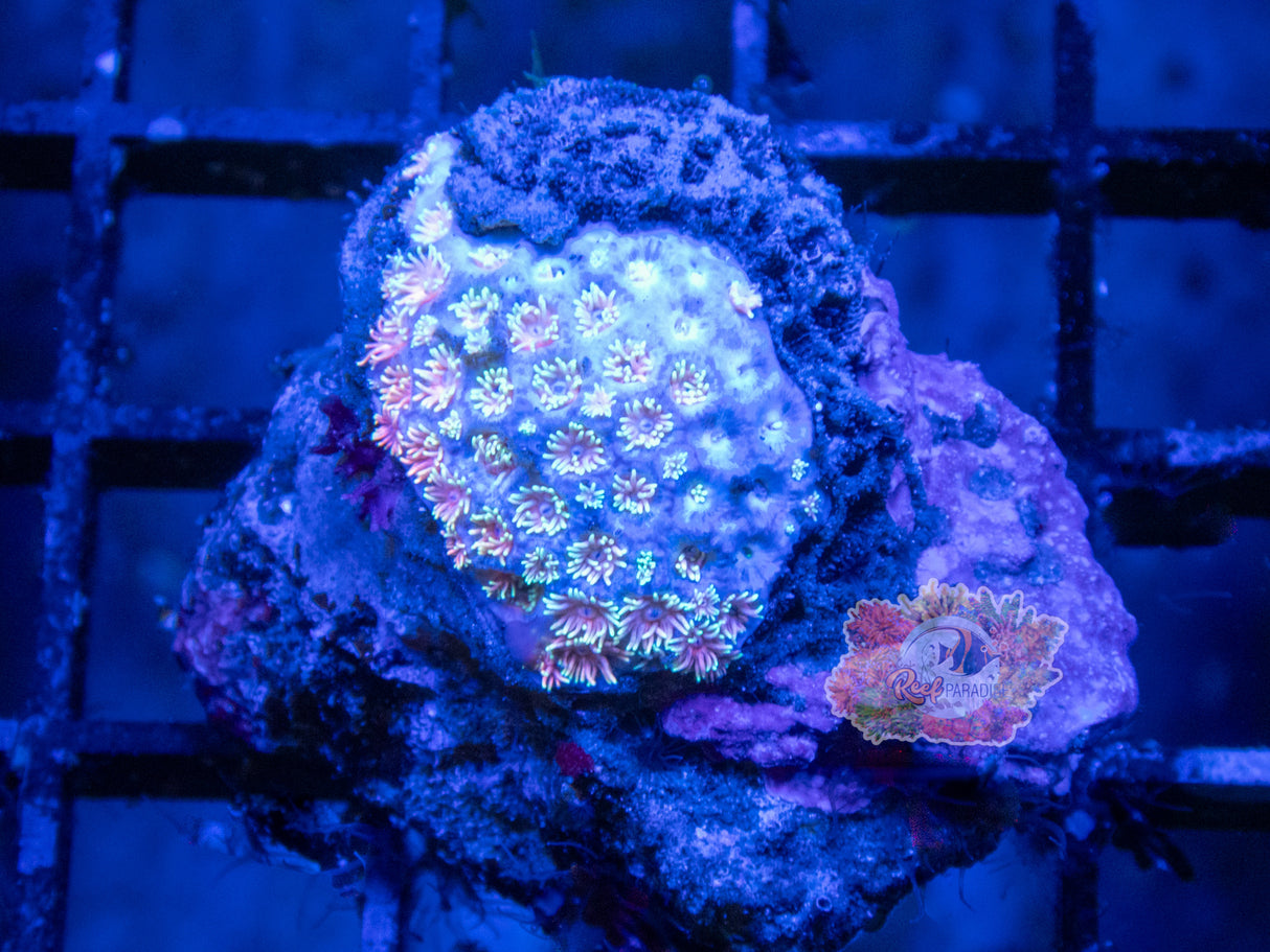 Wysiwyg Coral A148 Rainbow Goni *stung by other coral but recovering* *NO DOA GUARANTEE*