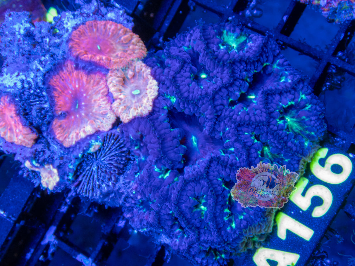 Wysiwyg Coral A156 Blasto Colony