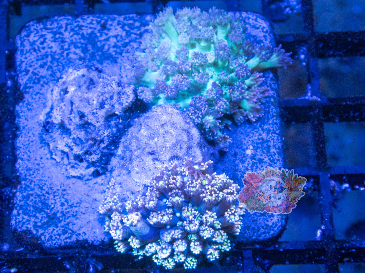 Wysiwyg Coral A182 Rainbow Goni Garden