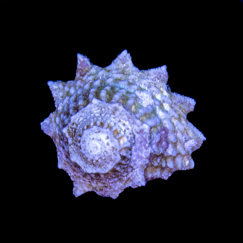 Ninja Star Snail