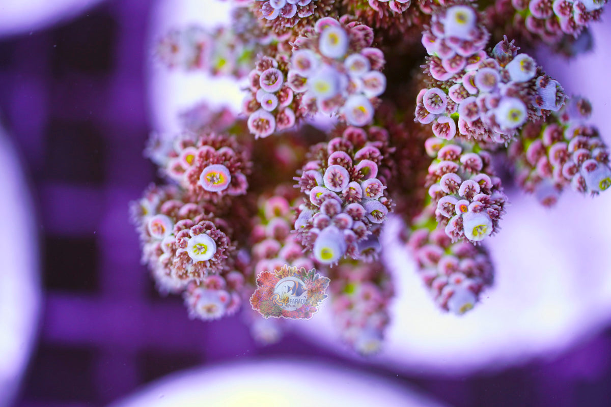 Acrolandia Acropora SECTION D