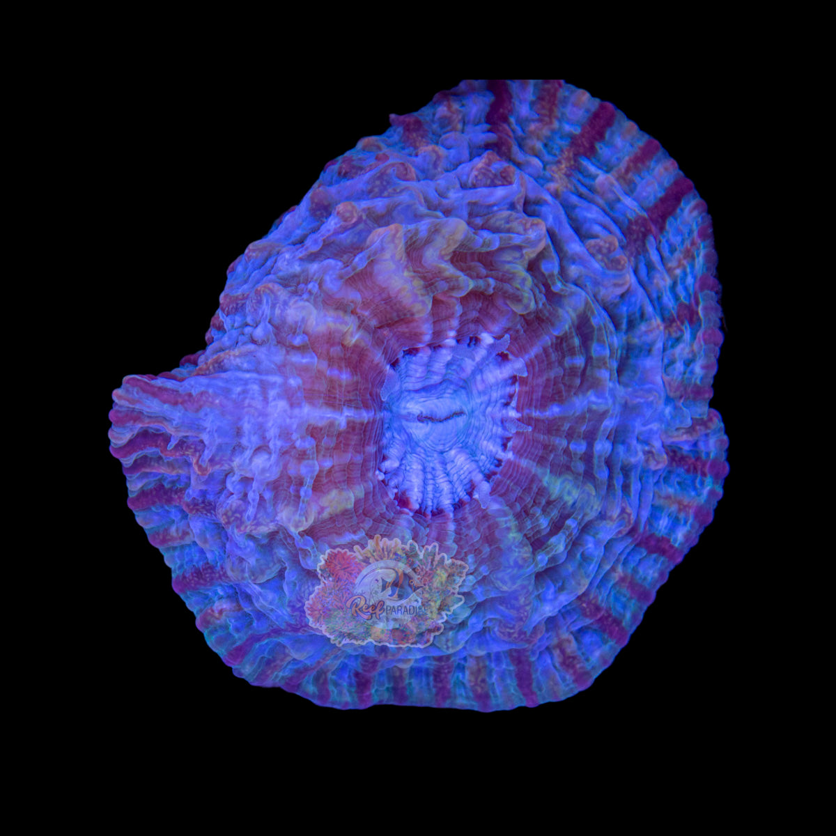 Wysiwyg Coral A95 indophyllia