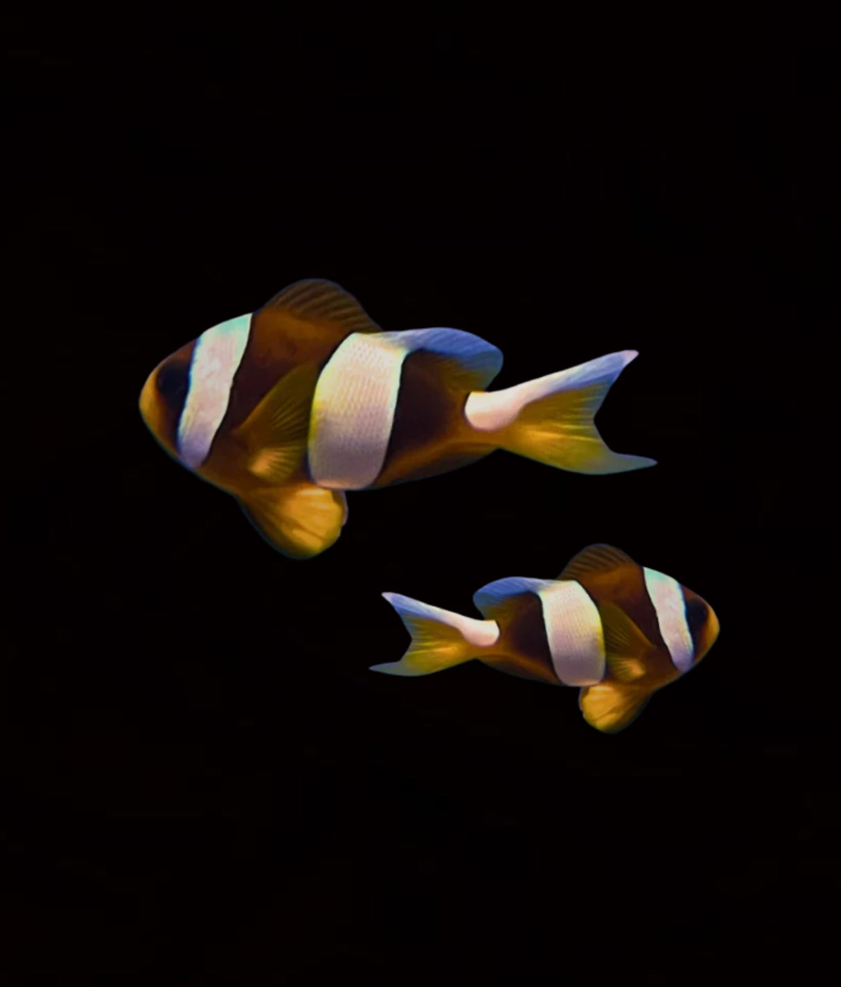 Madagascar Whitemargin Clownfish Pair RARE