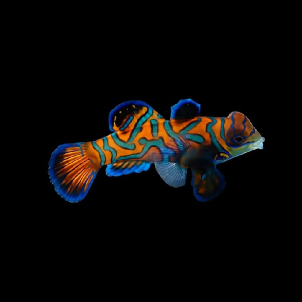 Captive Bred Mandarin Goby *EATS FROZEN FOODS & OUR CHROMA BOOST PELLETS*