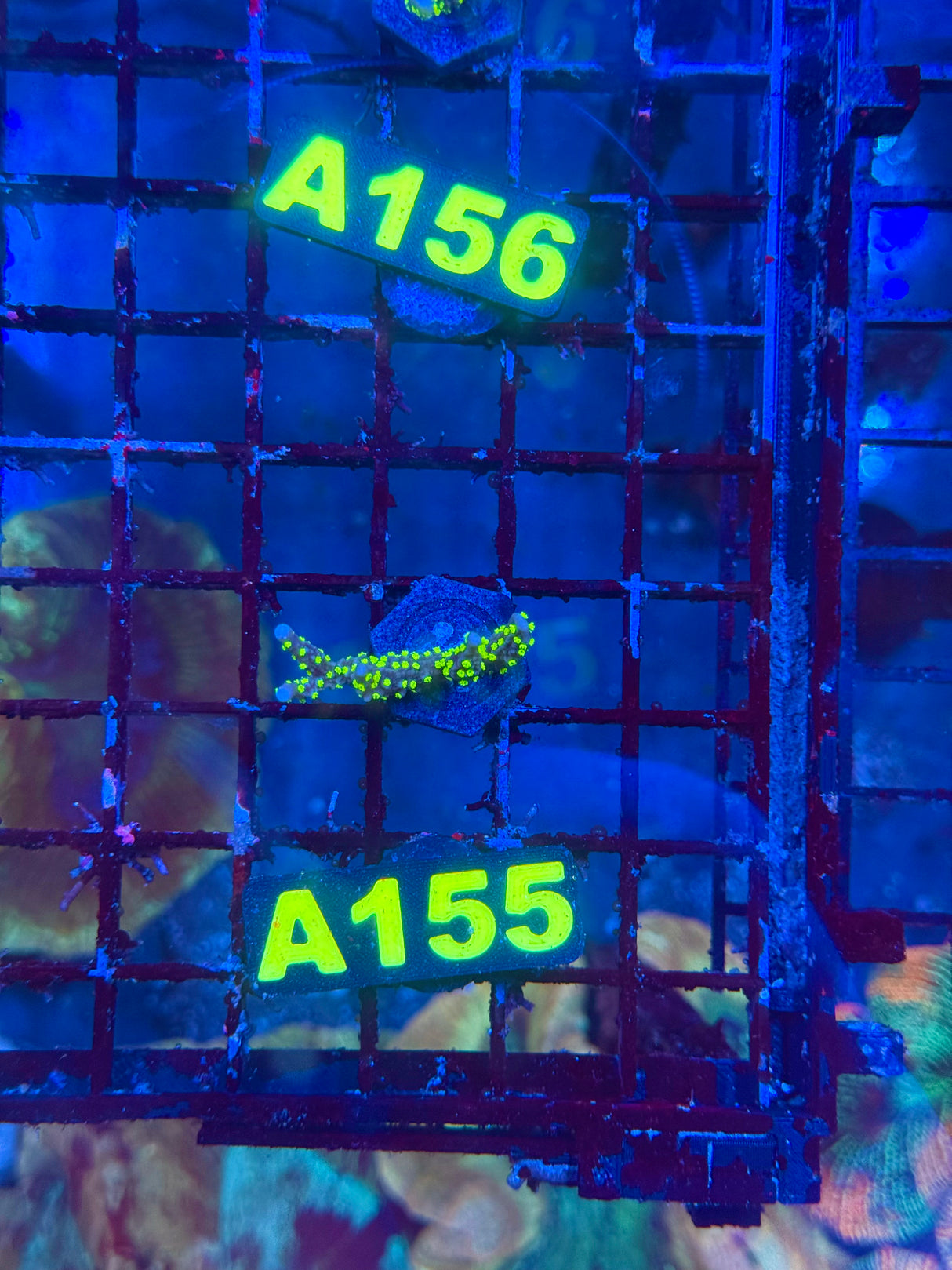 WYSIWYG A155 Star Wars Montipora
