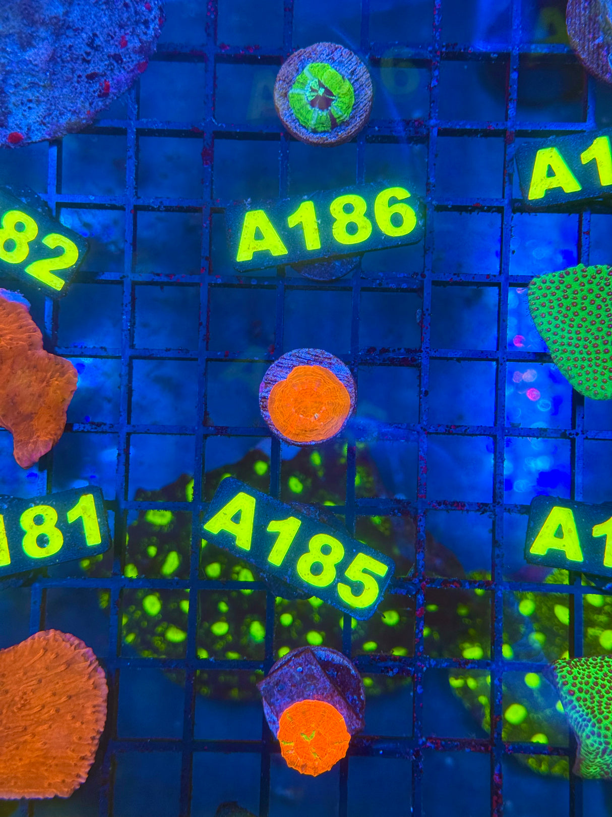 WYSIWYG A185 Captive Spawn Red Scoly