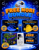 Blue tang captive bred Large