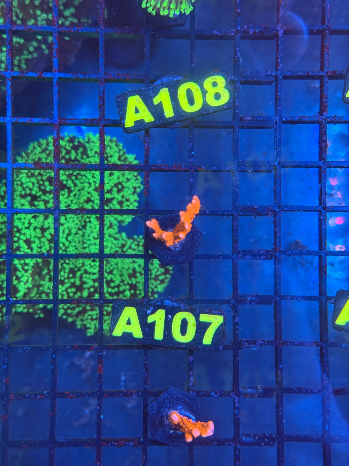 WYSIWYG A107 Manilla Spy Montipora