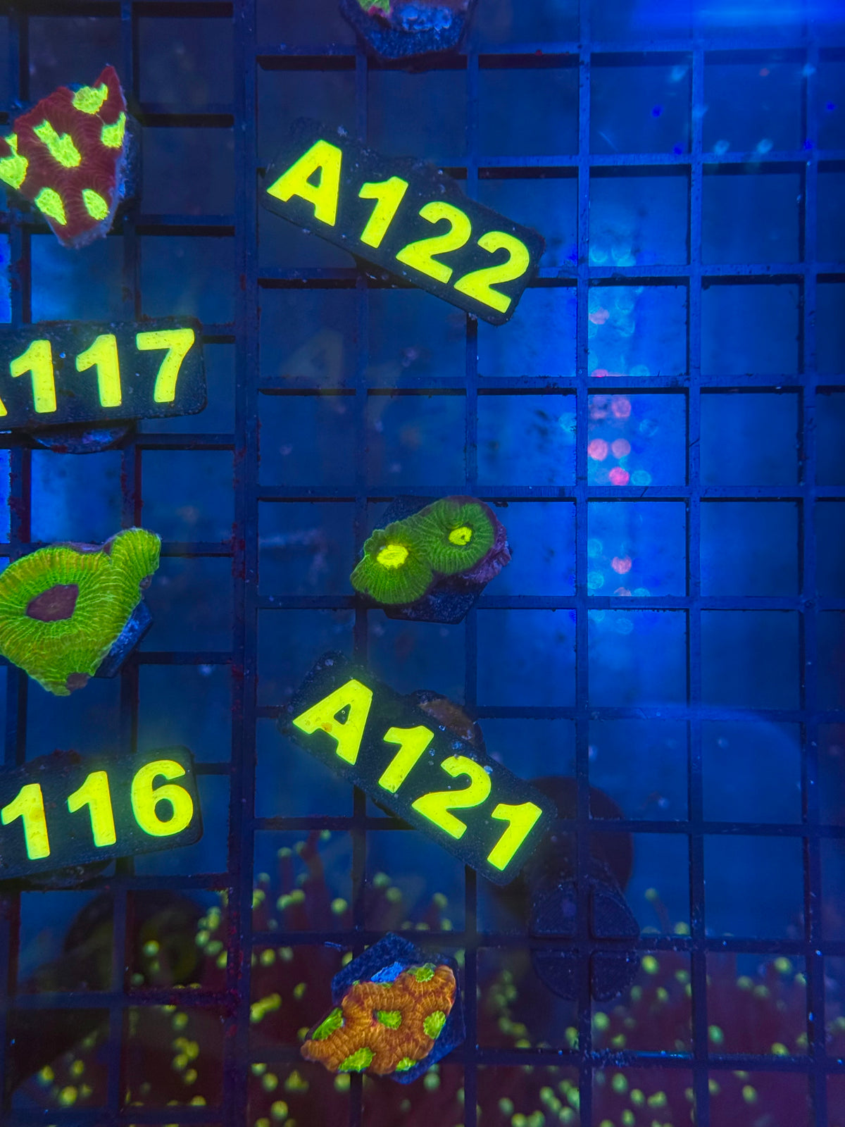 WYSIWYG A121 Lemon Lime Goniastrea