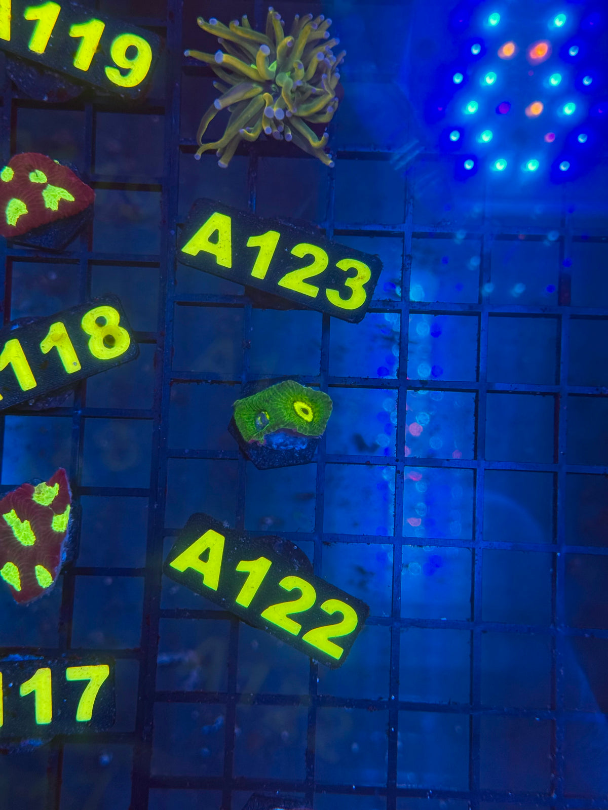 WYSIWYG A122 Lemon Lime Goniastrea