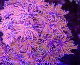 TRUE 24K TORCH (CULTURED 4+ YEARS)