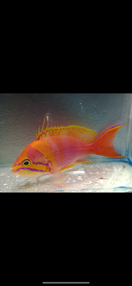 pseudanthias fasciatus SUPER MALE * EXTREMELY RARE*  WYSIWYG ANTHIAS