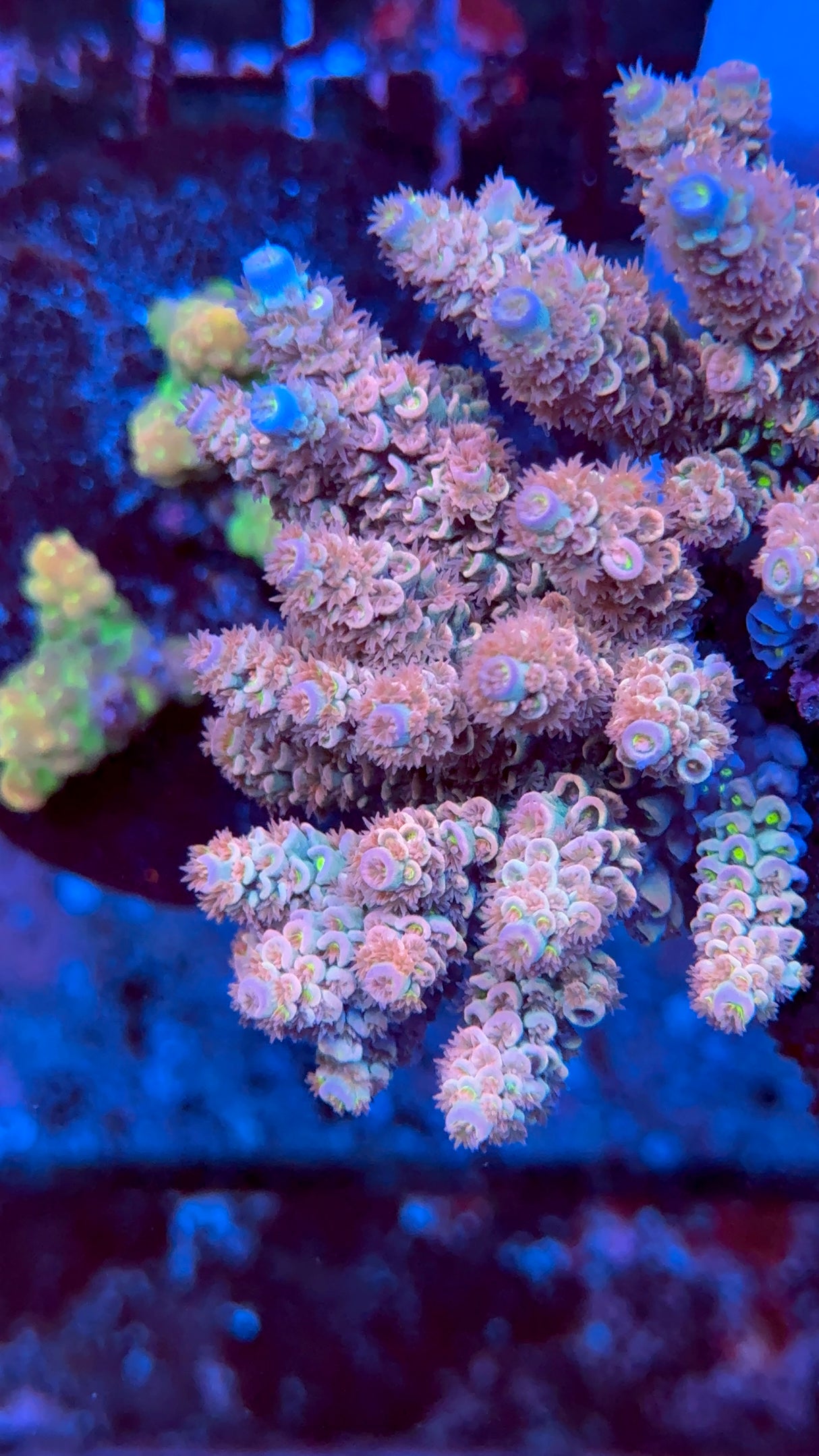 Pink Matrix Acropora Frag