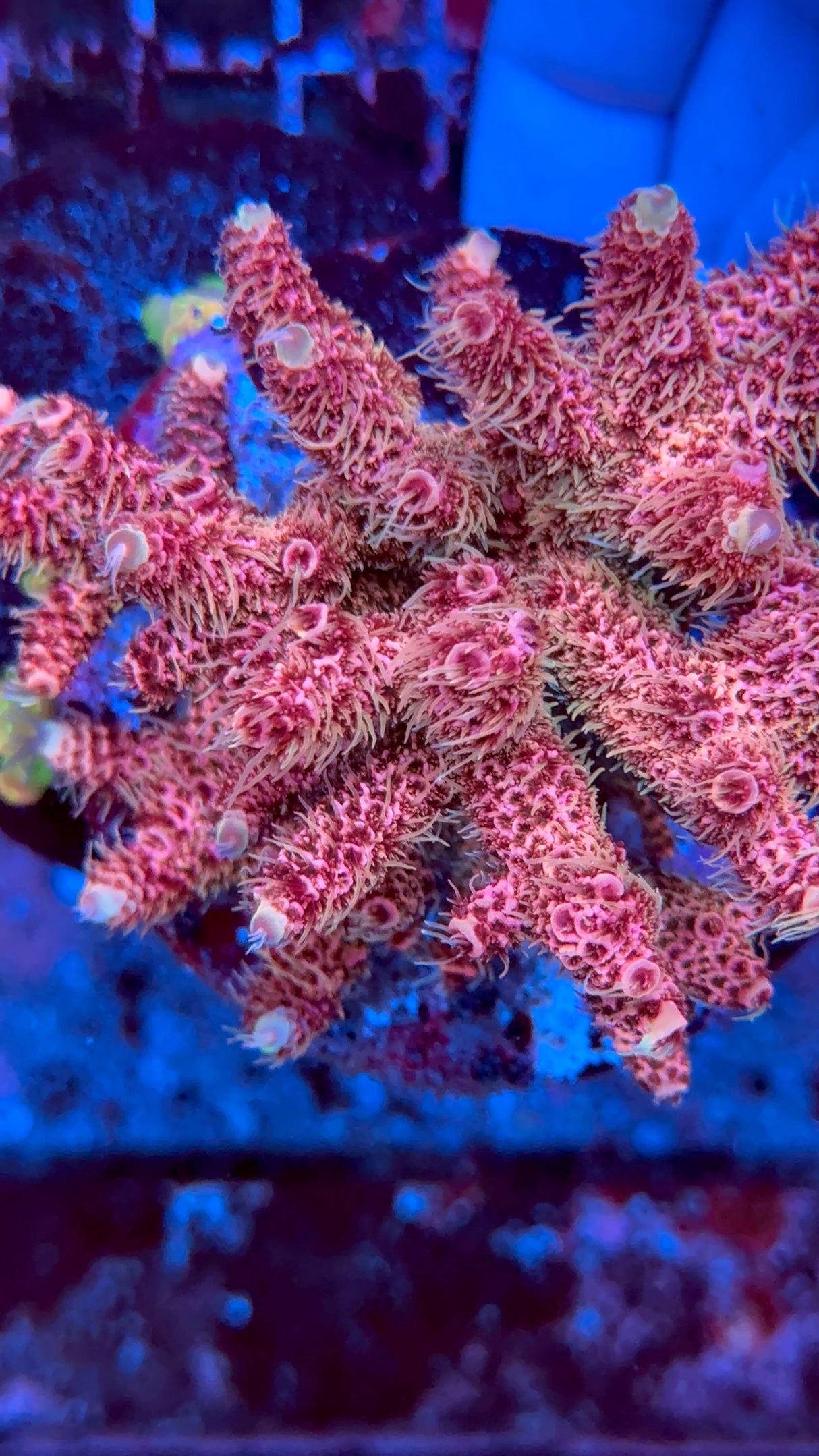 Shaggy Millepora Frag