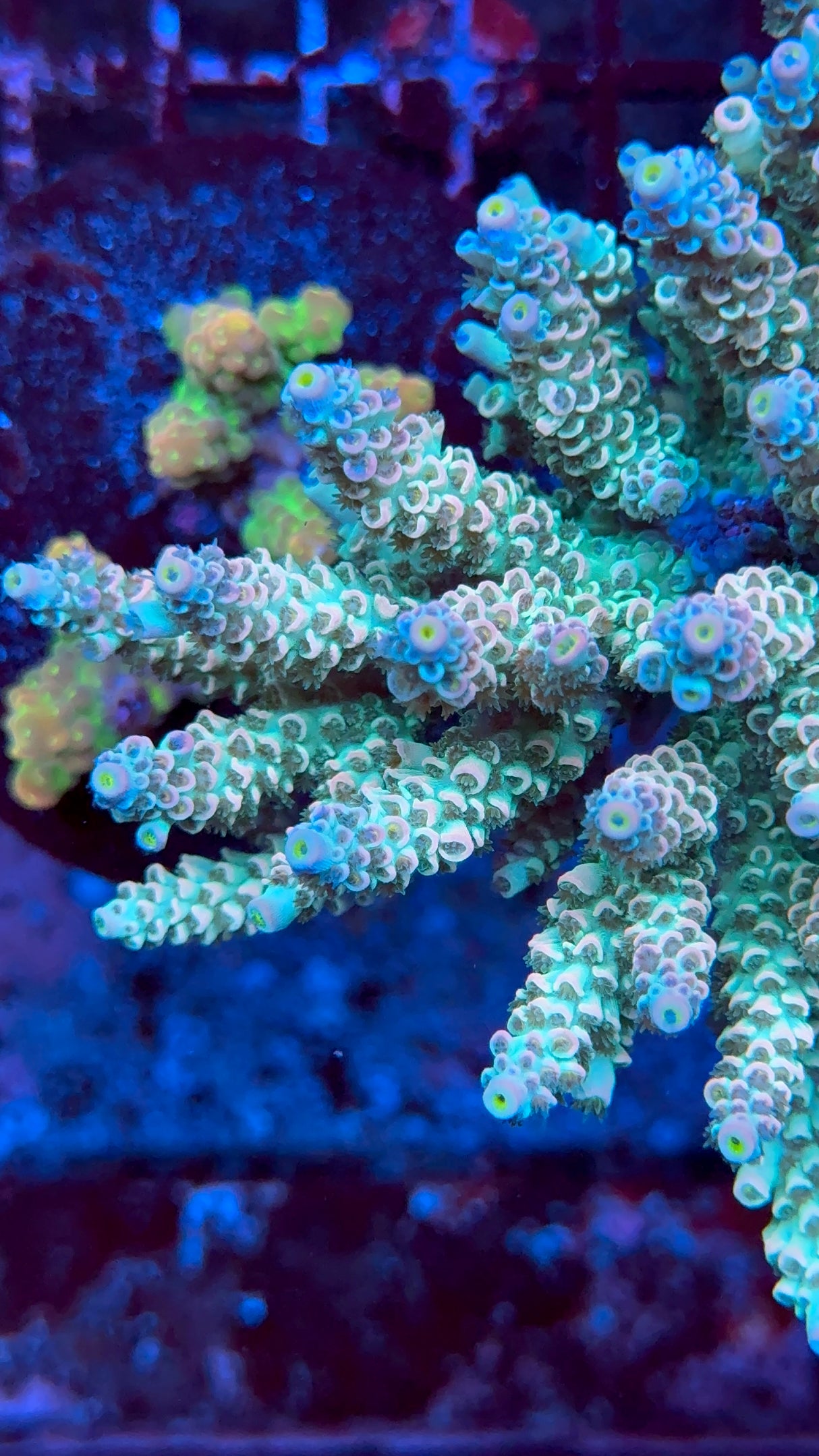 RP Sakura Fusion Acropora