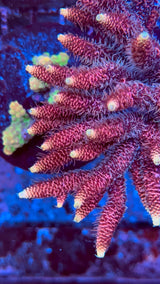 RP Golden Kiss Acropora Frag