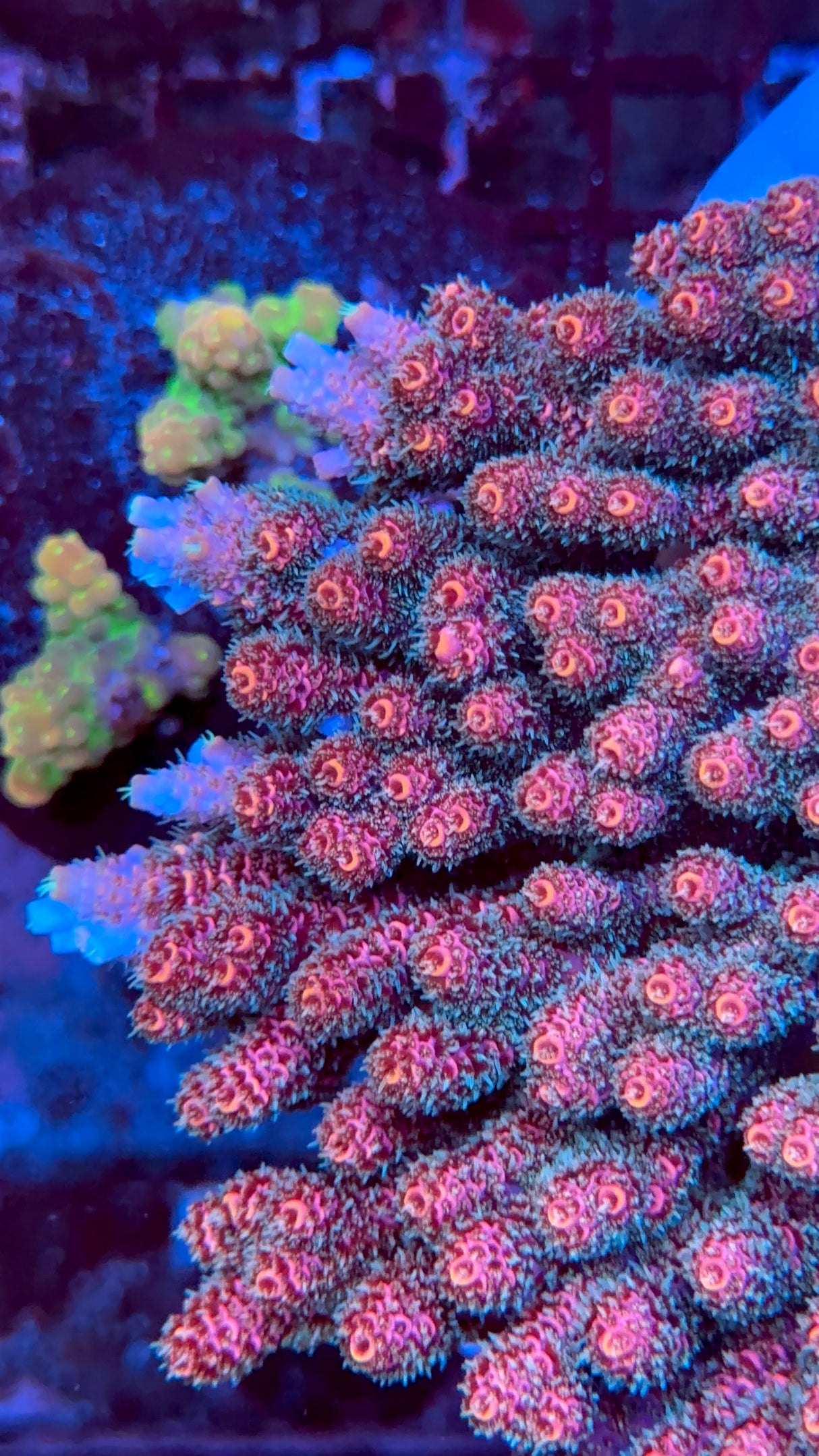 Purple Planet Acropora Frag